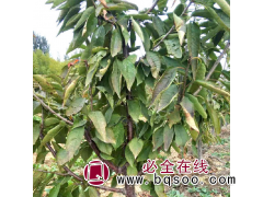 型栽植基地多规格车厘子苗 嫁接大樱桃树苗基地 勇菲苗木图1