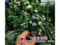 盆栽地栽 蓝莓苗 香甜个大 免费技术支持 云南林林苗木图1