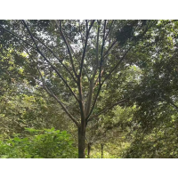 15公分榉树树苗 基地批发 园林工程落叶乔木街道绿化苗木