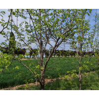 茂绿苗木 柿子树 定杆柿子苗规格多样 种植基地直发 致电咨询