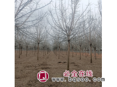 景观用金叶复叶槭 园林绿化造景 彩叶苗木 观赏价值高图1