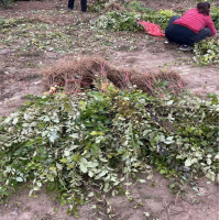 连翘苗基地 0.5-1公分药用连翘 丛生连翘树苗泽森苗木