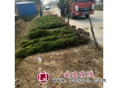 花木之乡 工程用苗 塔柏 树形优美 冬夏美丽 沭阳园林绿化苗图1