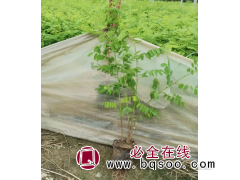 紫穗槐基地销售 根系发达 固土护坡园林绿化苗木 万泰卉苗木图1