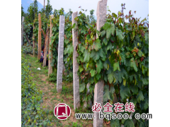 白鸡心葡萄苗批发 小娜葡萄苗木基地现货 保质量大 葡萄苗图1