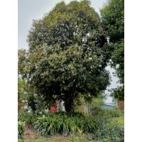 红花丹桂批发 四季桂花 绿化行道树 成都桂花树种植基地