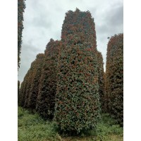桂花柱 桂花球 笼桂 龙桂 大型造型桂花树基地  蜀春种业
