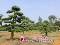罗汉松造型 D10-28数量3000株 景观松价格 锦茂园林图1