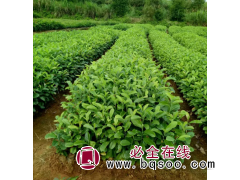 木荷杯苗-木荷30万现货供应 江西苗木基地-园林绿化小苗图1