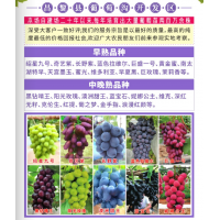 葡萄新品种-蓝宝石葡萄苗-阳光玫瑰葡萄苗-金手指葡萄-葡萄扦插苗-北方种苗基地
