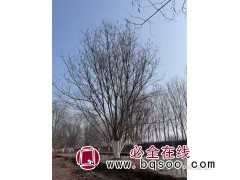 丛生国槐7-9米 国槐树价格 山东国槐基地 惠民全鸣金蝉农场图1