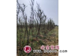 柽柳 独杆2-12公分  丛生柽柳1-3米 惠民全鸣金蝉农场图1
