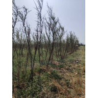 柽柳 独杆2-12公分  丛生柽柳1-3米 惠民全鸣金蝉农场