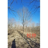 杜仲树 6-10公分 观赏性强 多种规格 杜仲基地 长宏国槐