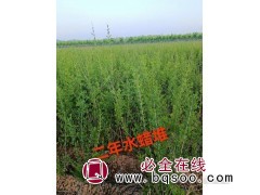 优质水腊 水腊苗 绿篱水腊出售 耐寒耐瘠 东北水腊 慧颖苗圃图1