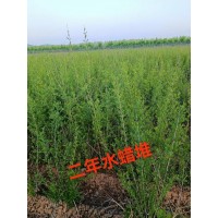 优质水腊 水腊苗 绿篱水腊出售 耐寒耐瘠 东北水腊 慧颖苗圃