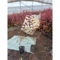 红叶榆叶梅杯苗0.4-0.8米 东北榆叶梅小苗 慧颖苗圃