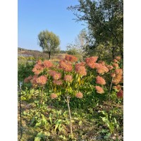 耐寒独杆绣球 大花水哑木 木绣球 粉红色花朵 虹越花木场