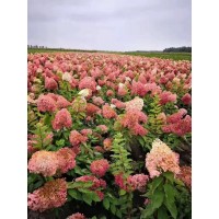丛生耐寒绣球 木绣球 花园庭院别墅园林绿化 靠山镇虹越花木场