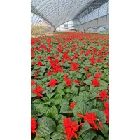 一串红 爆仗红 小区庭院公园观赏 花卉路边花海打造 文明花草