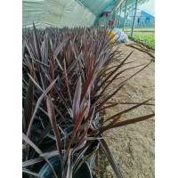 紫叶朱蕉 红巨人朱蕉 盆栽地栽 花坛花镜观赏性种植 文明花卉