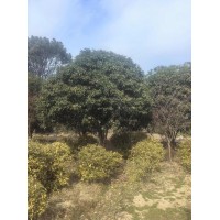 桂花3米-6米150棵 造型桂花 高杆桂花树 艺森农业 桂花