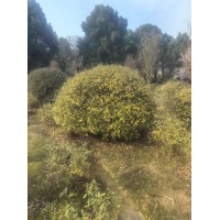 精品金边胡颓子 浙江金边胡颓子球 造景栽植球 艺森农业