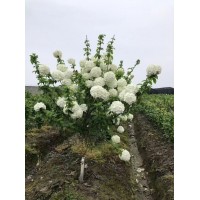 中华木本绣球 白麻球苗 琼花苗 欧洲木绣球 绣球花 艺森农业