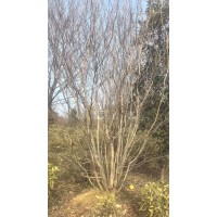 紫薇8-20公分200棵 丛生紫薇树 浙江紫薇基地 艺森农业
