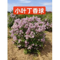 小叶丁香球 四季丁香造型球 市政绿化工程树球 成鑫彩叶灌木