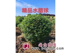 水蜡球 地栽色块苗 精品水蜡球 市政道路绿化规格全 成鑫苗木图1