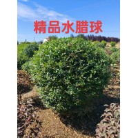 水蜡球 地栽色块苗 精品水蜡球 市政道路绿化规格全 成鑫苗木
