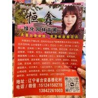 常绿鸢尾苗 景区湿地公园栽种景观植物 花色鲜艳 恒鑫绿化