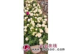 大花香水月季苗-月季嫁接苗-绿苗果丰苗木花卉-宁夏月季花苗图1
