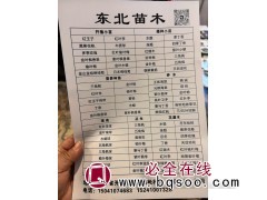 红王子锦带苗五彩锦带树 市政花坛栽植 绿化工程苗 佳缘苗圃图1
