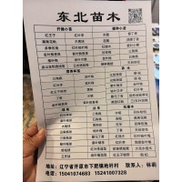 红王子锦带苗五彩锦带树 市政花坛栽植 绿化工程苗 佳缘苗圃