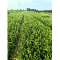 瓜子黄杨 小叶黄杨 四季常青色块苗 道路绿化苗 百草宿根花卉