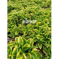 金边玉簪 花镜花坛镶边栽植 双色盆苗 鞍山花卉 百草宿根花卉
