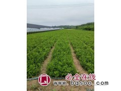 朝鲜黄杨 小叶黄杨树苗批发 黄杨绿篱墙树种 黄杨苗 宏林苗圃图1