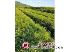 红松-云杉-云杉定值苗-樟子松苗销售 蛟河卢家苗圃 东北苗木图1