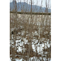 五角枫移栽平茬苗 定植五角枫 东北五角枫价格 蛟河卢家苗圃