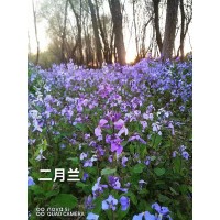 二月兰 鞍山花卉 别墅小区绿化工程苗 花坛镶边配植 宛鑫园林