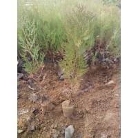 侧柏小苗 荒山造林用 侧柏树 侧柏苗 山东侧柏 发鑫苗木基地