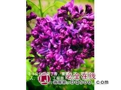 3-5公分欧蓝丁香-丁香重瓣大花-工程苗丁香-绿丰园艺图1