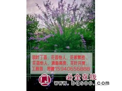 羽叶丁香-丁香工程苗-接穗丁香-紫花丁香-园林工程-绿丰园艺图1