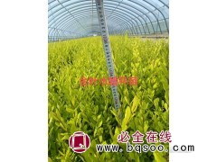 金叶水蜡杯苗 金色地被色块苗 园林景区观赏性苗木 东霖苗木图1