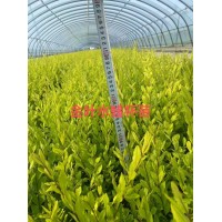 金叶水蜡杯苗 金色地被色块苗 园林景区观赏性苗木 东霖苗木