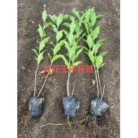 红花王子锦带 绿篱色块种植 花坛花镜配植 绿化带苗 东霖苗木