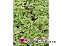 楸树苗 大规格楸树苗 梓树苗 绿化工程用苗 楸树苗基地 景创图1