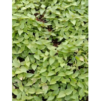 楸树苗 大规格楸树苗 梓树苗 绿化工程用苗 楸树苗基地 景创